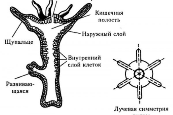 Кракен это современный маркетплейс