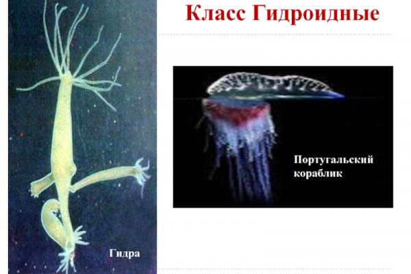 Kraken 13 at сайт